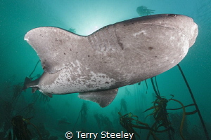 'The view from below'. Broadnose sevengill shark, broad s... by Terry Steeley 
